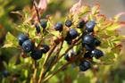 ThAr-IMG_4944b