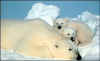 polar_bear_alt_350.jpg (14742 bytes)
