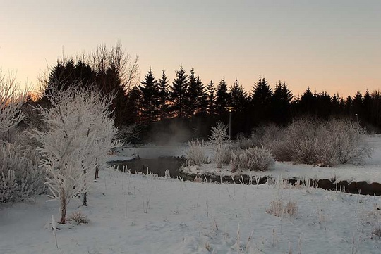 froststilla, hrímuð tré