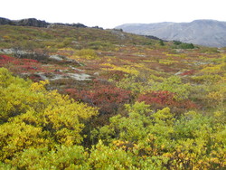 Haustlitir á Þingvöllum