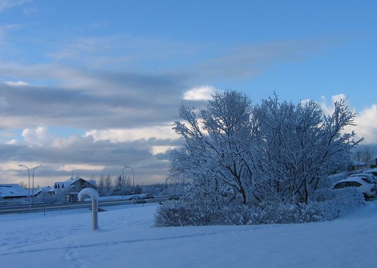 snævi þakin tré, snjóað hefur í logni