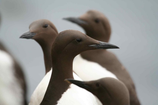 dökkir og fínlegir sjófuglar í nærmynd