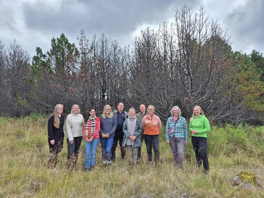 MEDiate-hopmynd-i-skograekt